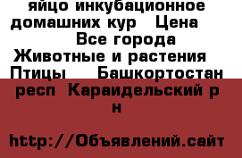 яйцо инкубационное домашних кур › Цена ­ 25 - Все города Животные и растения » Птицы   . Башкортостан респ.,Караидельский р-н